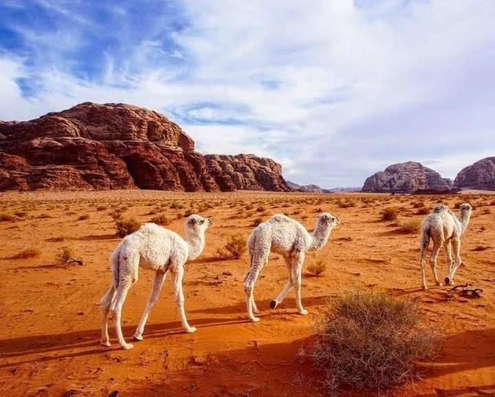 Enad Desert Camp Wadi Rum Esterno foto